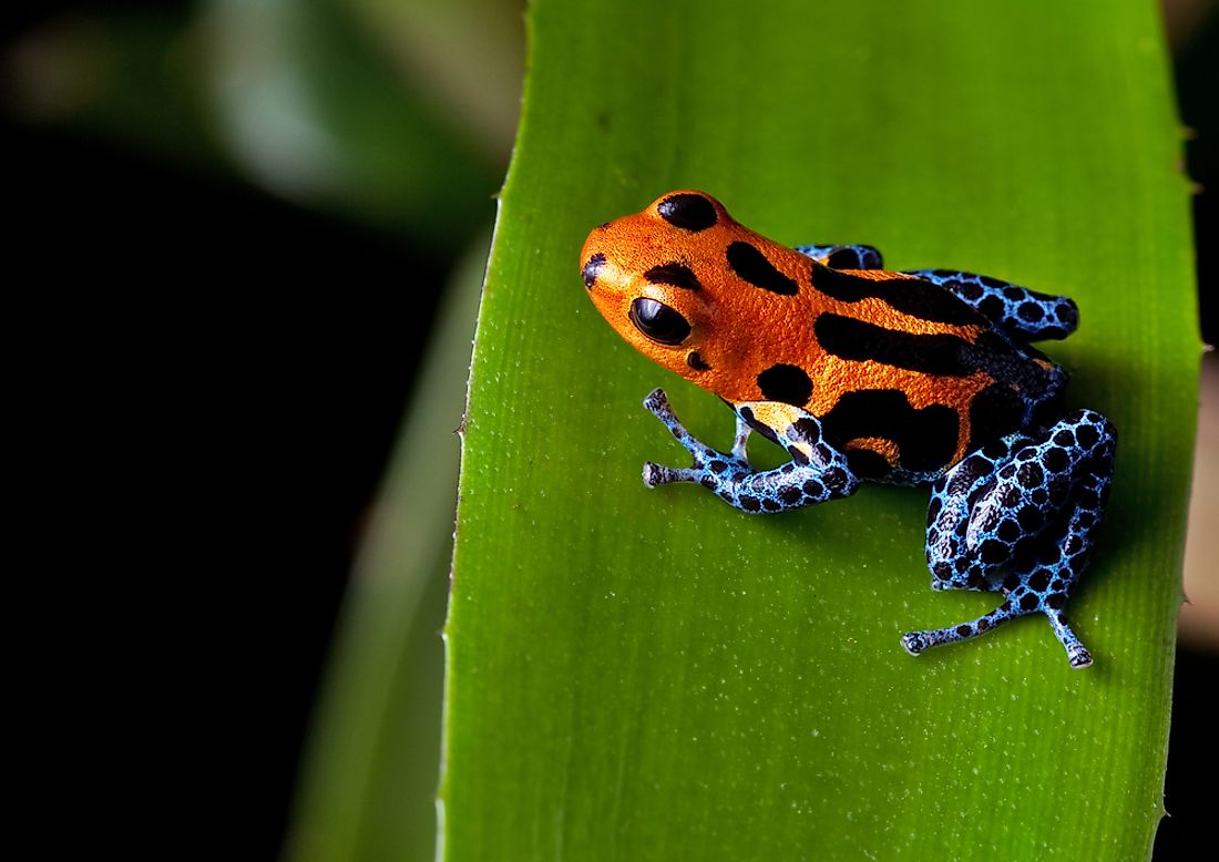 The poison dart frog, found in the Amazon, is one of the world's most dangerous creatures. 