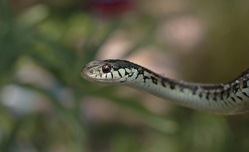 A Garter Snake peeks its head through high grass in search of food.