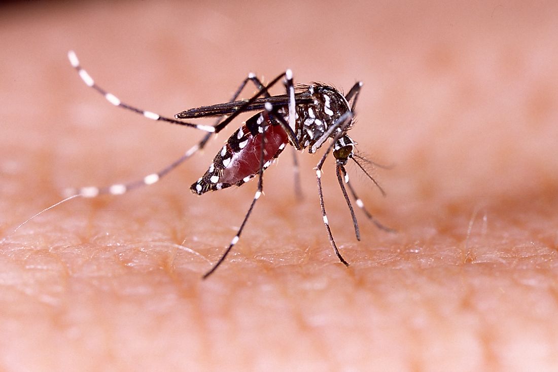 Dengue fever is transmitted by mosquitoes. 