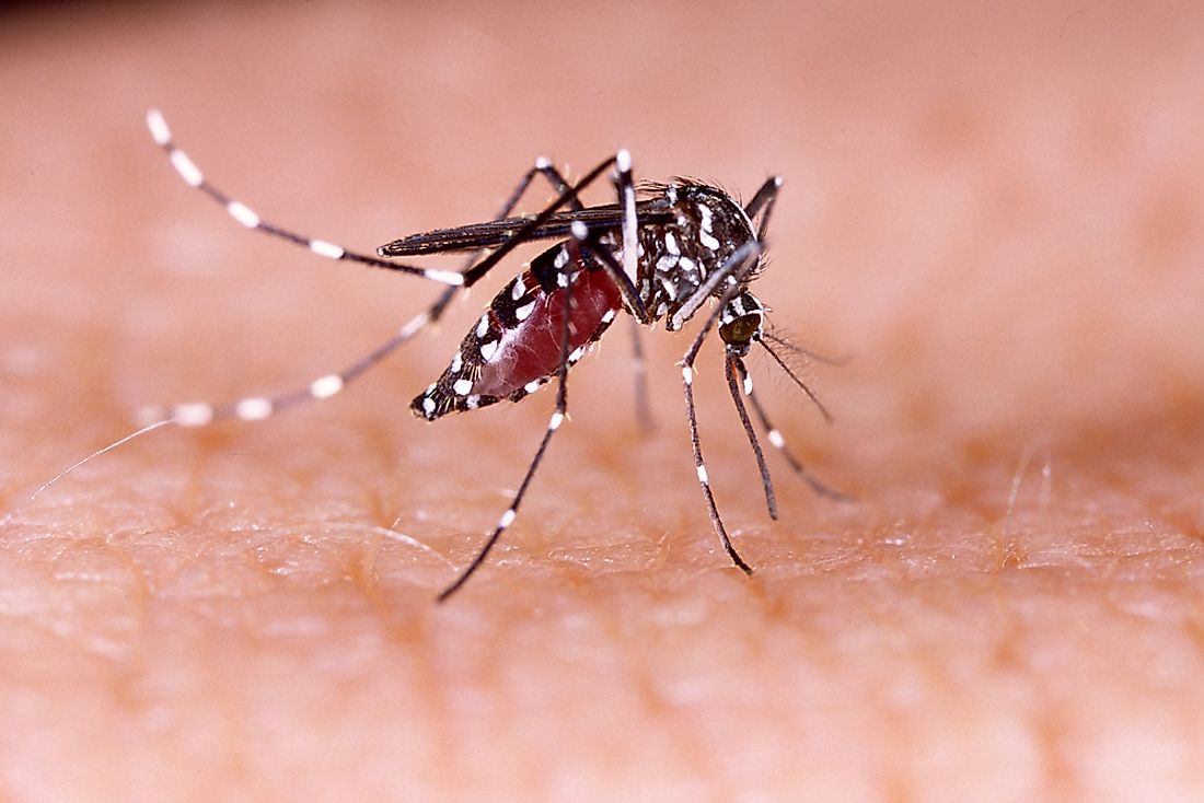 Zica virus aedes aegypti mosquito on human skin.