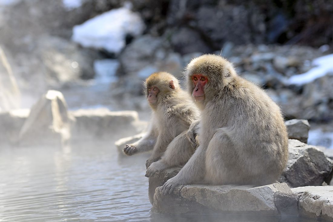 Japanese macaques are known to bath in hots pring pools during the cold winter months. 