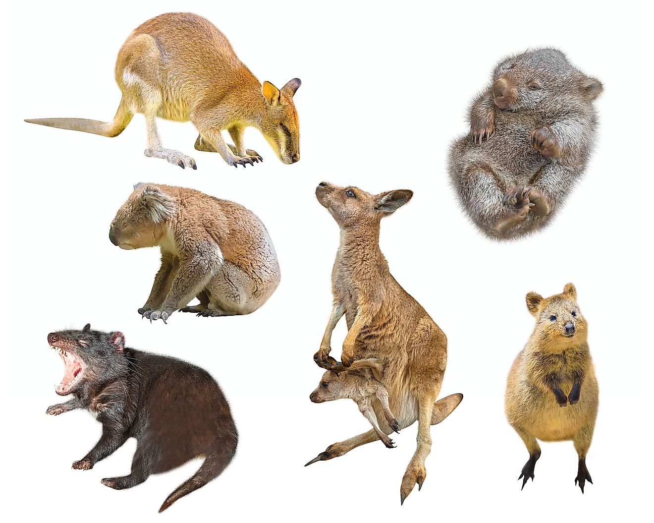 Australian marsupial mammals. Wallaby, Tasmanian Devil, Wombat, Kangaroo with Joey, Quokka and Koala. Image credit:  Benny Marty/Shutterstock.com
