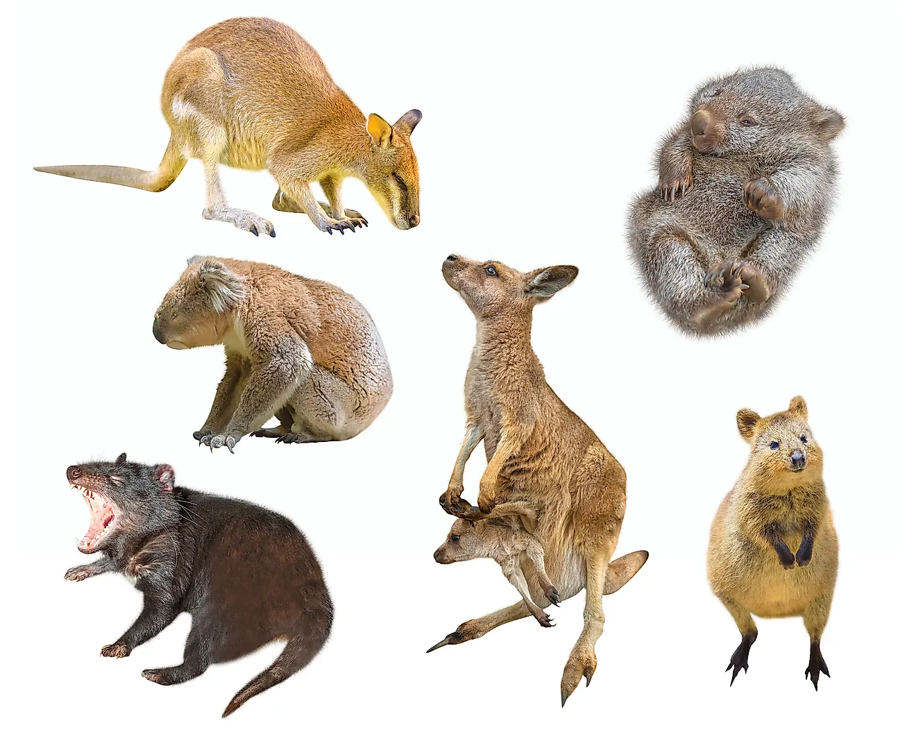 Australian marsupial mammals. Wallaby, Tasmanian Devil, Wombat, Kangaroo with Joey, Quokka and Koala. Image credit:  Benny Marty/Shutterstock.com