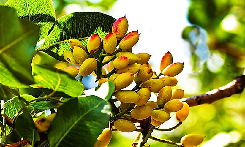 The Pistachio Tree