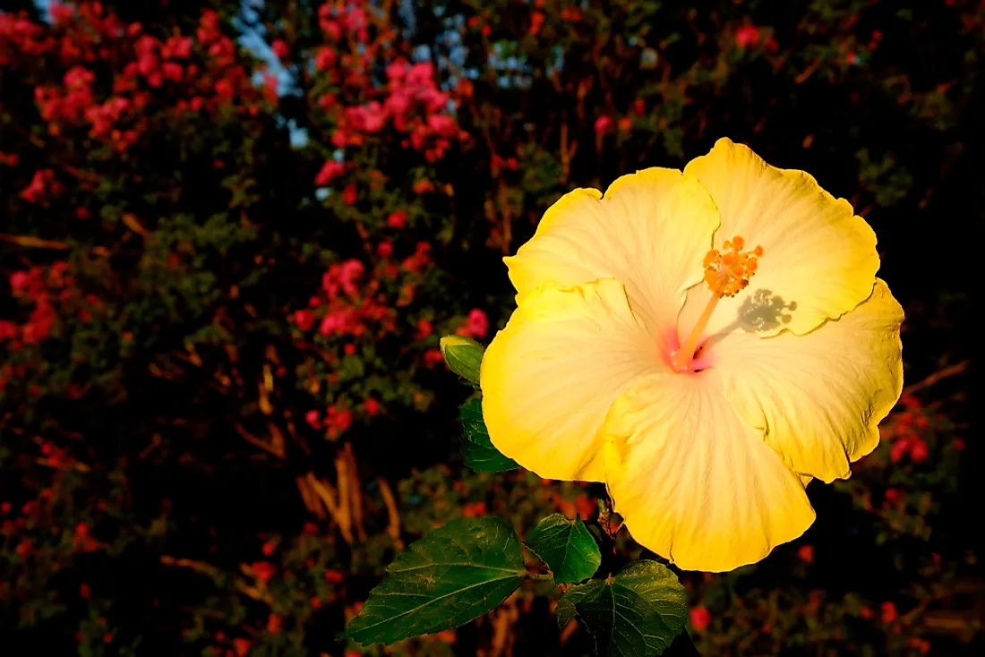 The yellow hibiscus has yellow petals with a reddish center.