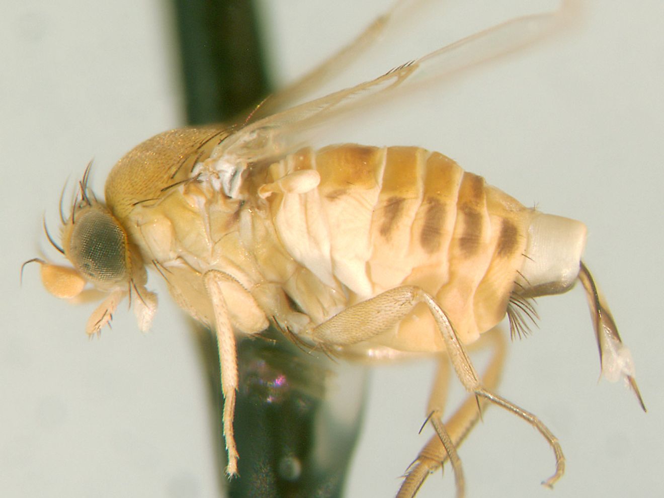 Zombie flies (Apocephalus borealis).