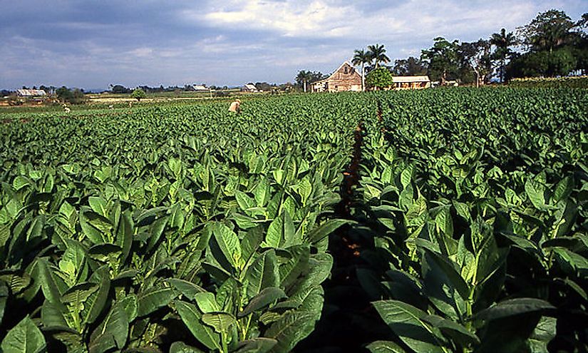 A tobacco field in Cuba. Tobacco is one of the chief export products of Cuba.
