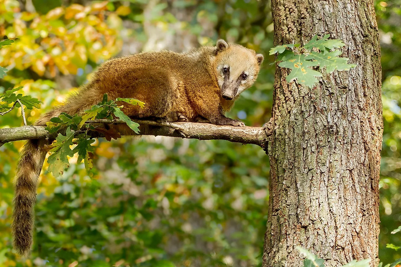 South-American Coati