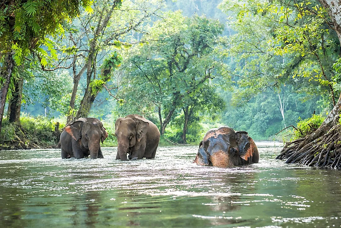 The Asian elephant is the largest animal in Thailand. 