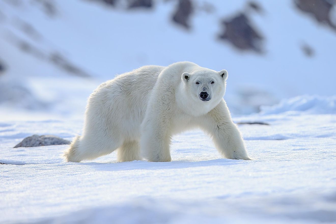 Every part of the polar bear, except his nose and footpads, is covered in white fur, making it a perfect color choice for the icy Arctic. 