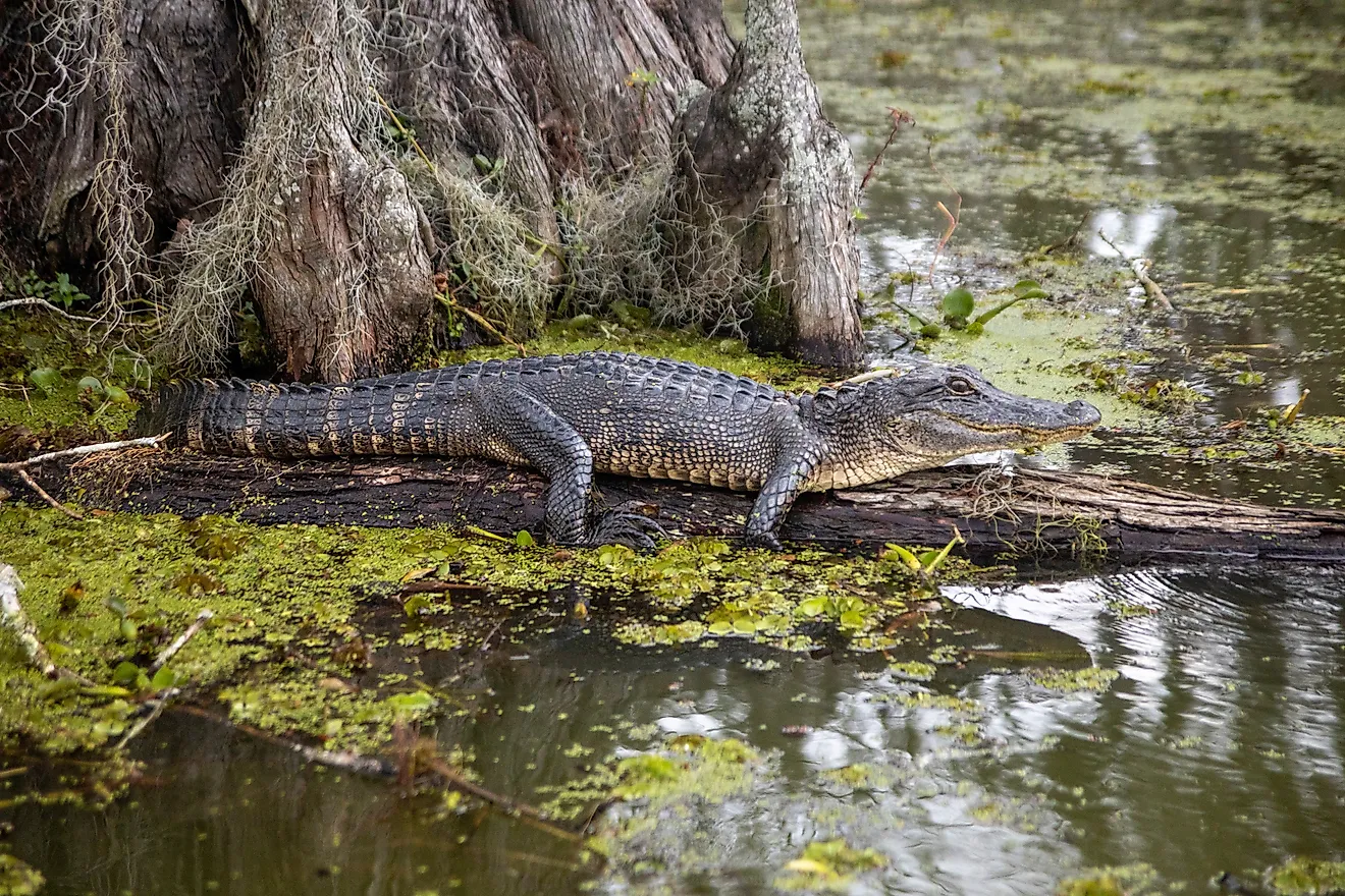 Basking american alligator in swamp.