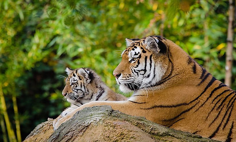 A tiger mother resting on a rock with her cub. 