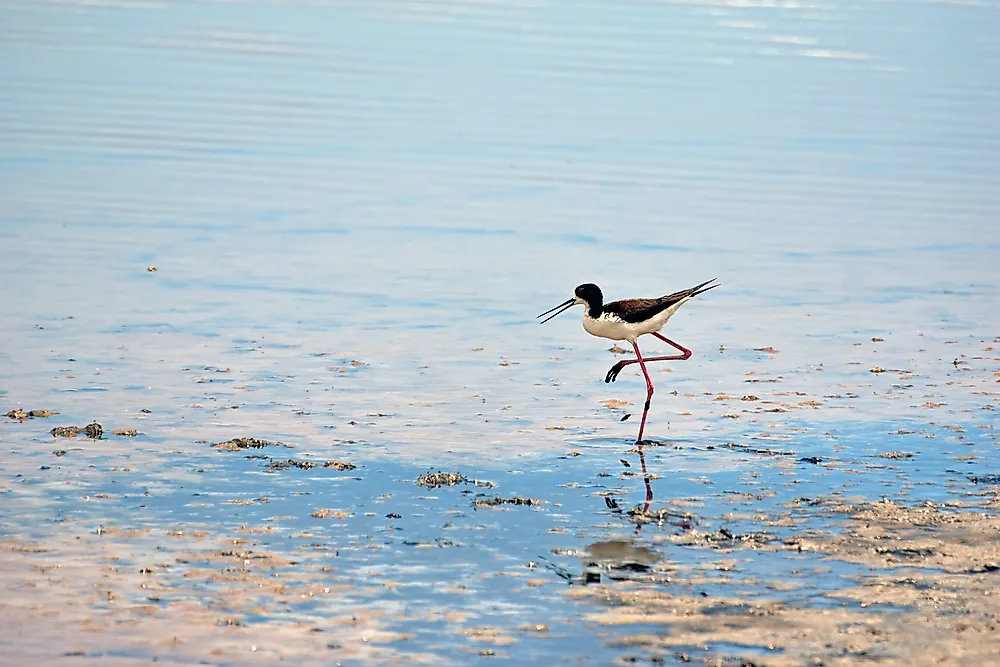 A Hawaiian black-necked stilt at the Kanaha Pond State Wildlife Sanctuary.