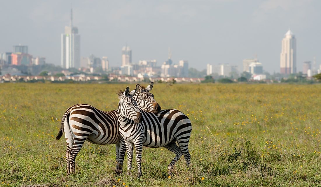 Zebras in Nairobi National Park with the skyscrapers of Nairobi visible behind them.