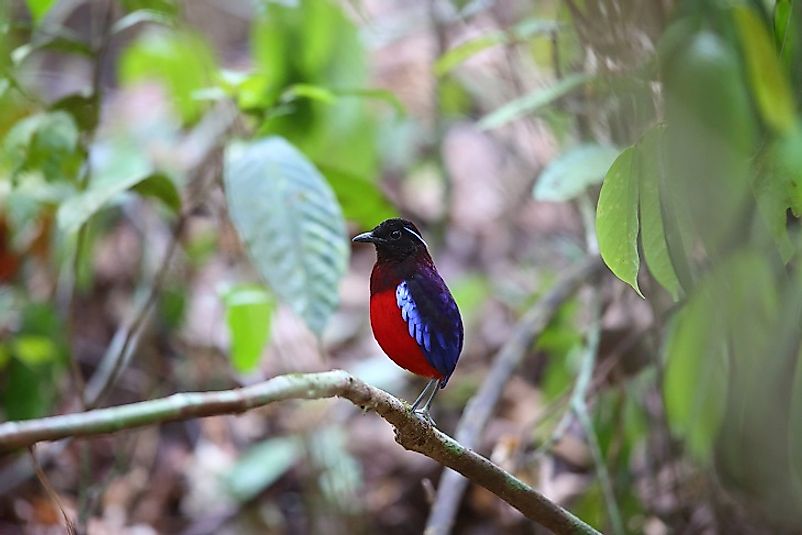 A Black-Headed Pitta in Malaysian Borneo.