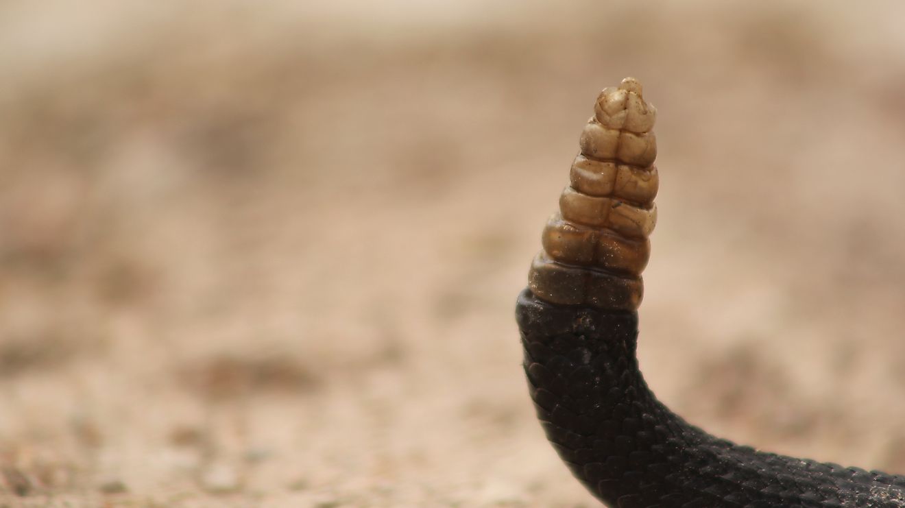 The rattle of a rattlesnake. Image credit: FERNANDO MACIAS ROMO/Shutterstock.com