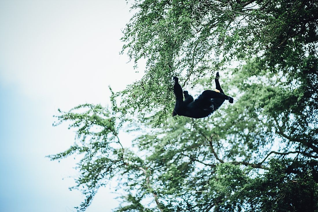 A Howler Monkey in the forests of the Río Plátano Biosphere Reserve.