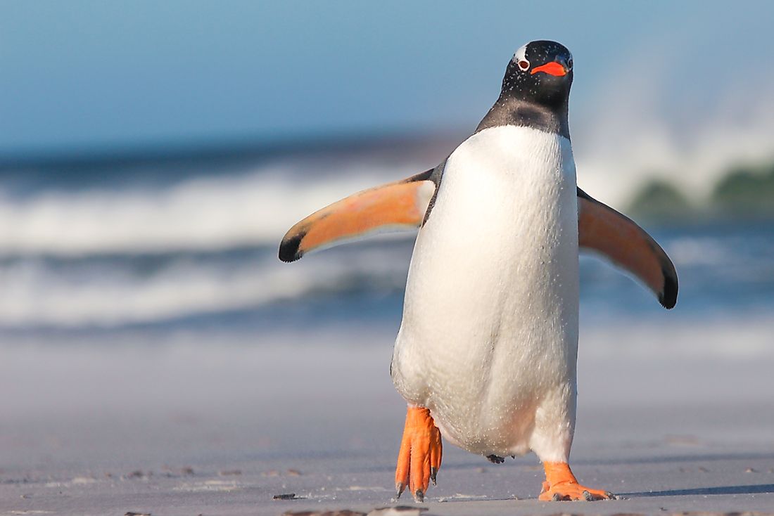 A penguin waddling along the sea beach.