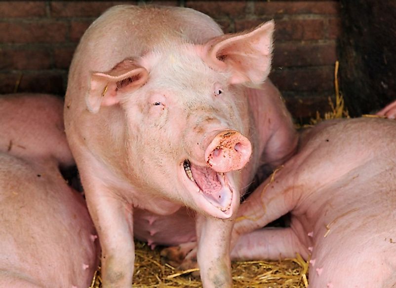 A seemingly happy pig walks among its sleeping comrades in a pen on this farm in the Netherlands.