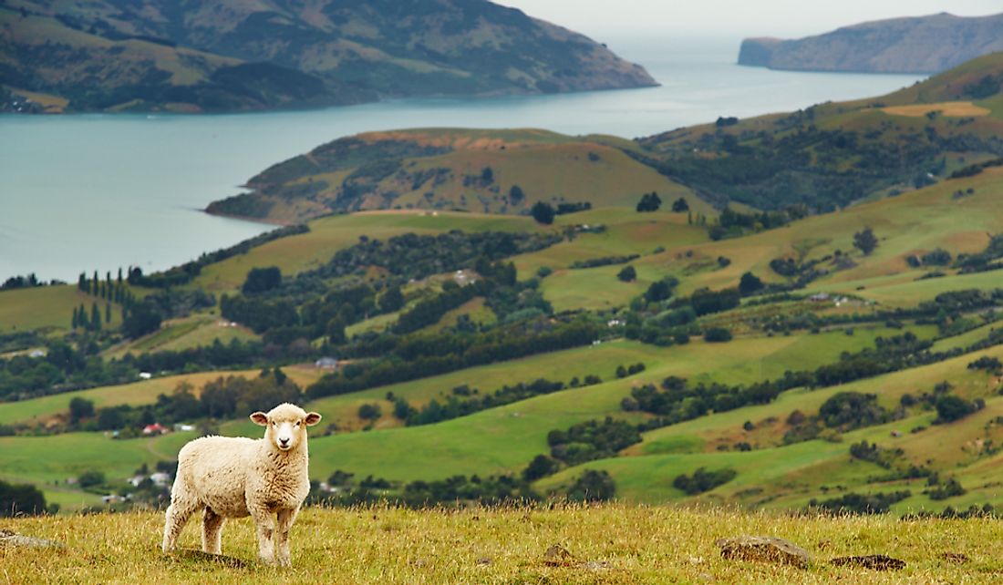 Sheep and agricultural land on the Banks Peninsula in New Zealand.