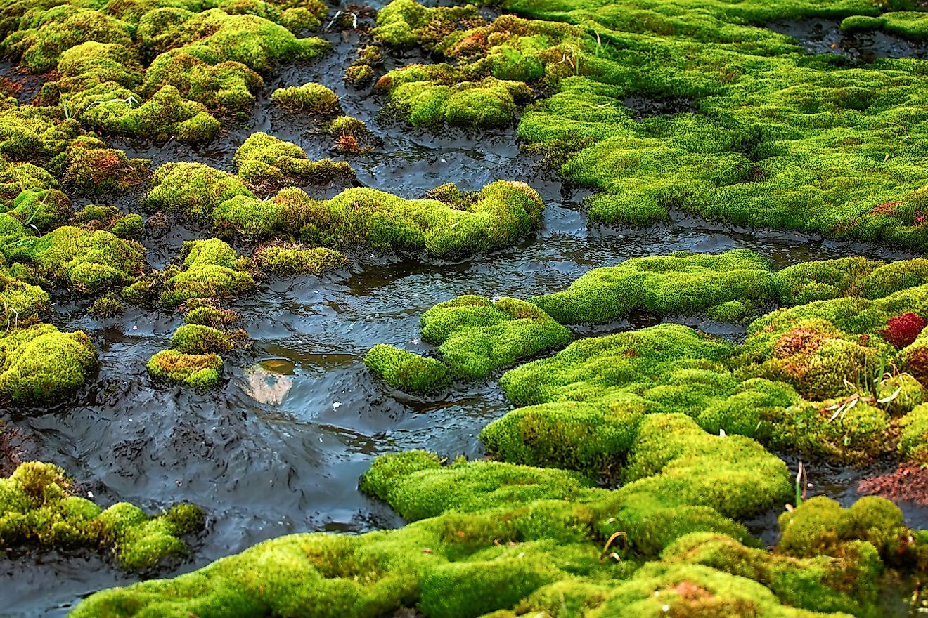 Mosses and lichens are the most hardy plants and reach extreme Northern limits of Earth. Image credit: Maksimilian/Shutterstock.com
