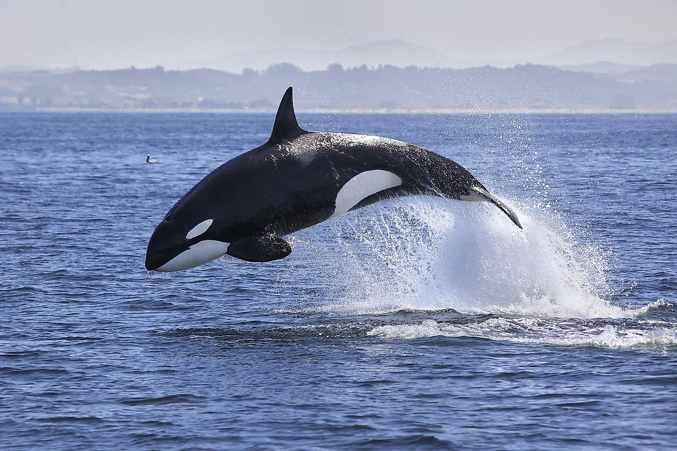 Касатка (Orcinus orca).  Изображение предоставлено: Тори Каллман / Shutterstock.com