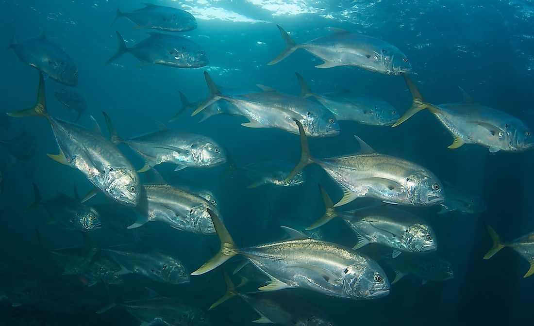A school of Jack Crevalle in the Caribbean off of the coast of Costa Rica.
