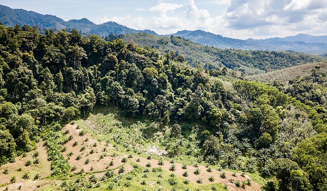 Deforestation by the palm oil industry in Thailand.