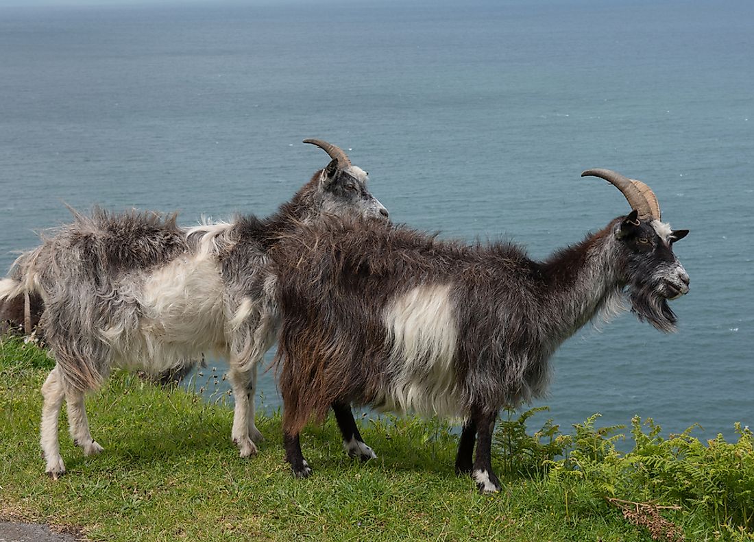 In some places in the world such as Australia, the feral goat is an invasive species. 