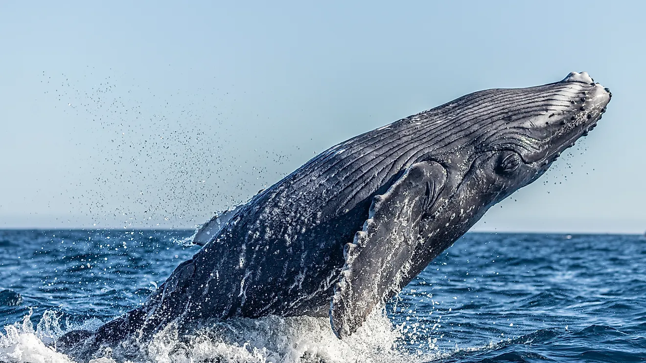 Gray whale breaching. 