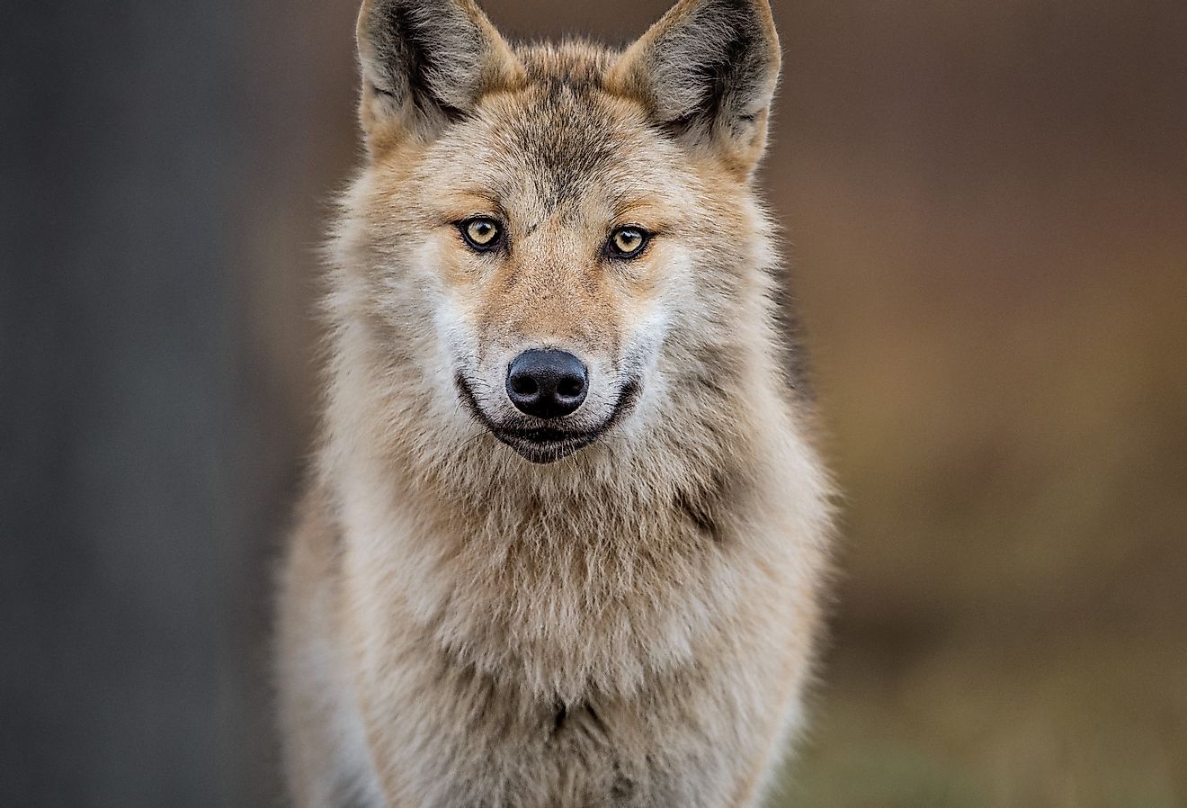 The Eurasian wolf is a symbol of pride in Georgia and their unofficial national animal.