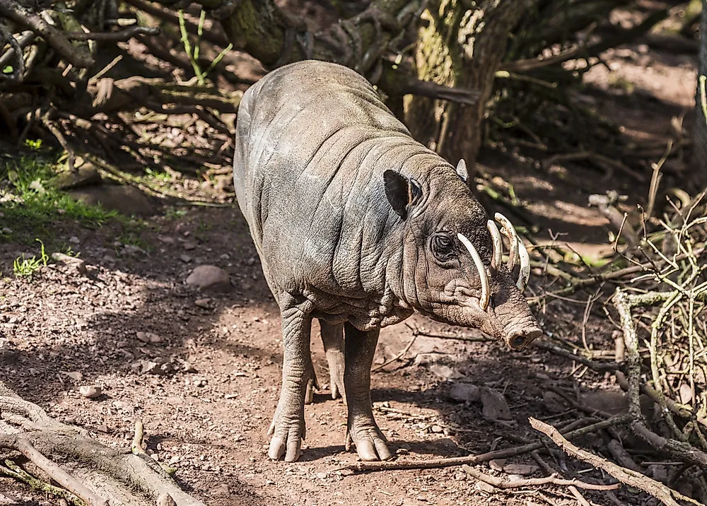 The tusks of the babyrousa are known to curl upwards and inwards towards the forehead. 