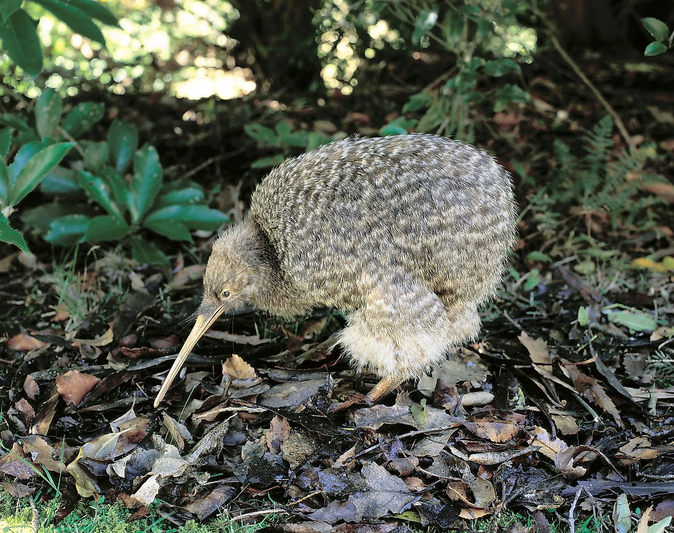 A little spotted kiwi. Image credit: John Carnemolla/Shutterstock.com