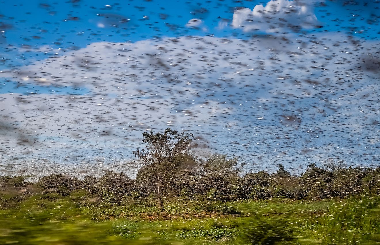 Huge swarm of hungry locust in flight near Morondava in Madagascar. Image credit: aaabbbccc/Shutterstock.com