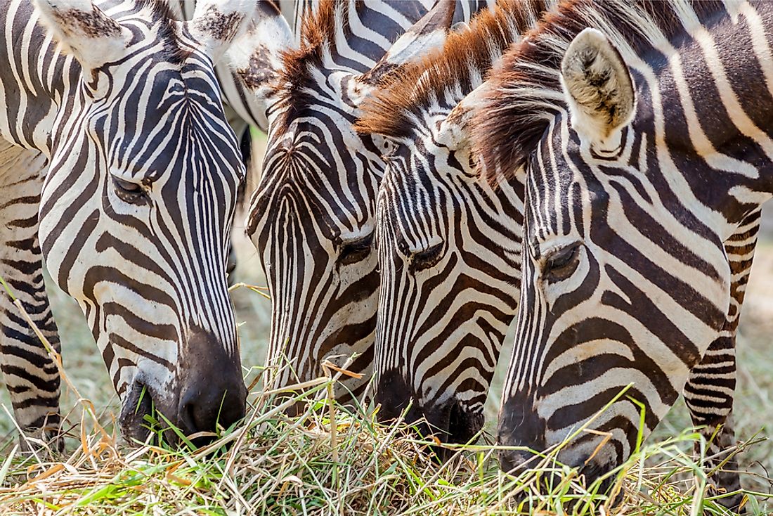 Zebras feeding on grass. 