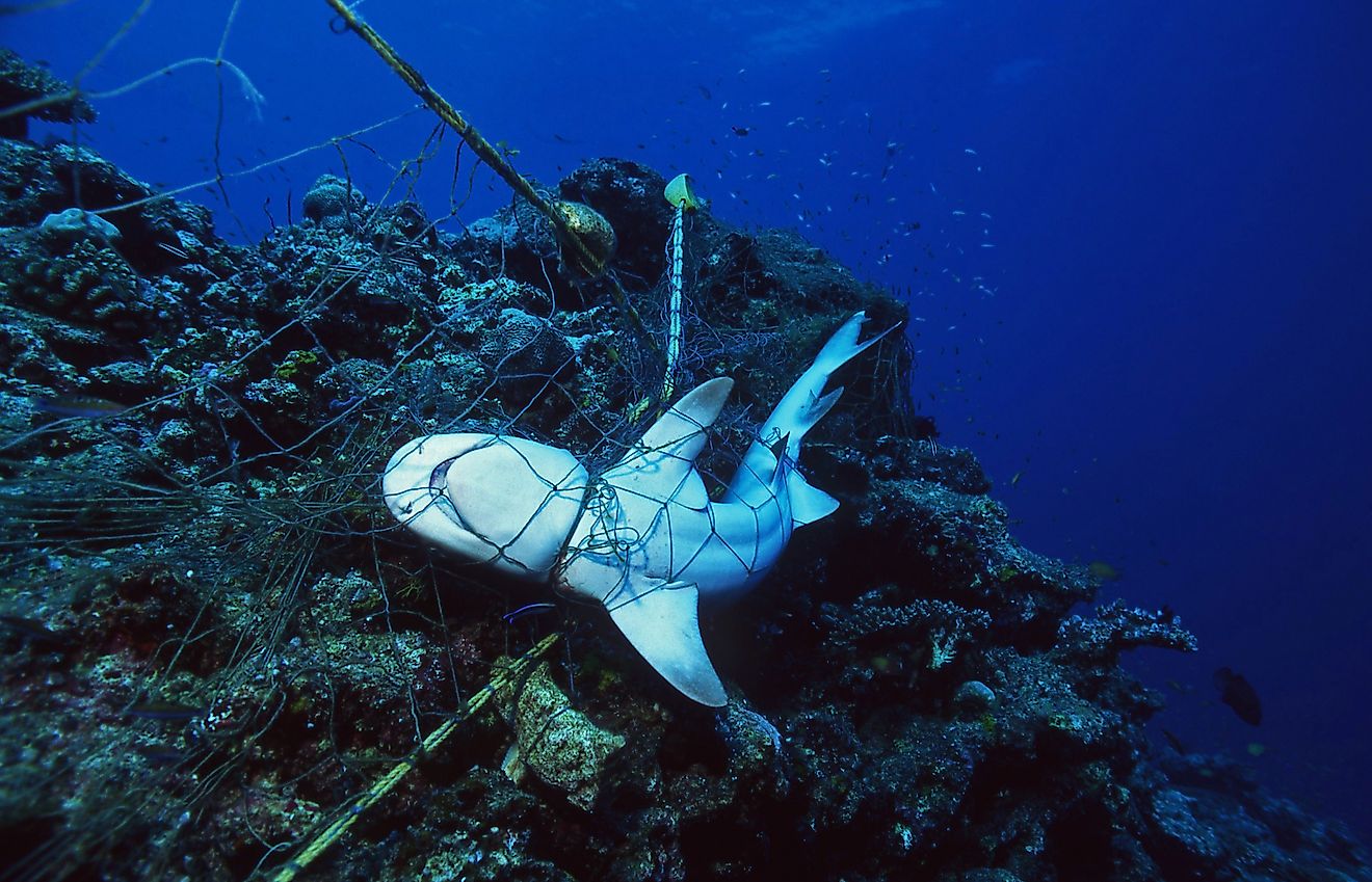 A dead shark strangled by a fishing net. 