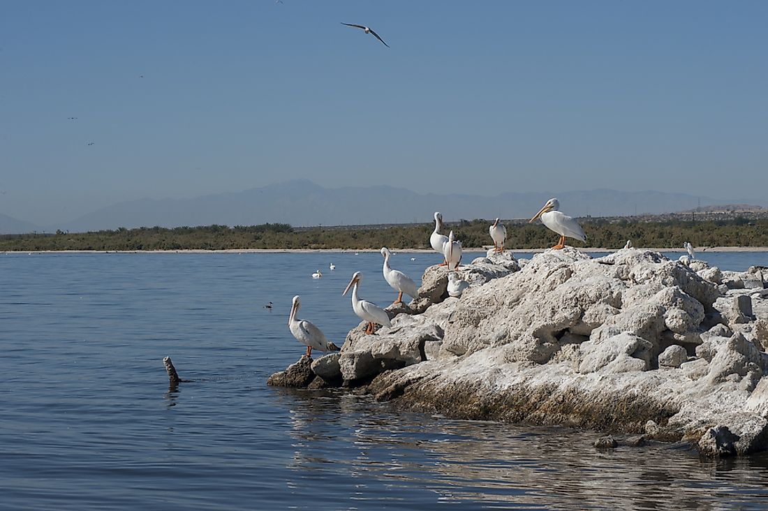 California's Salton Sea has been identified as an Important Bird and Biodiversity Area within the United States.