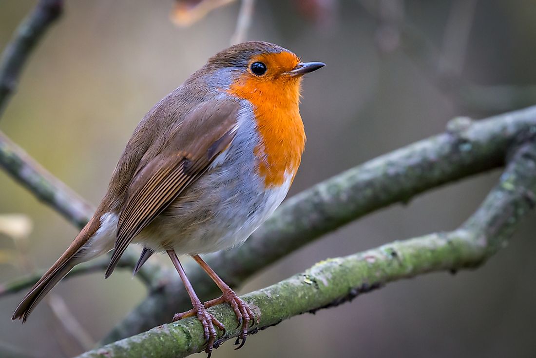 European Robin, more commonly known simply as a Robin, or Robin Redbreast. 