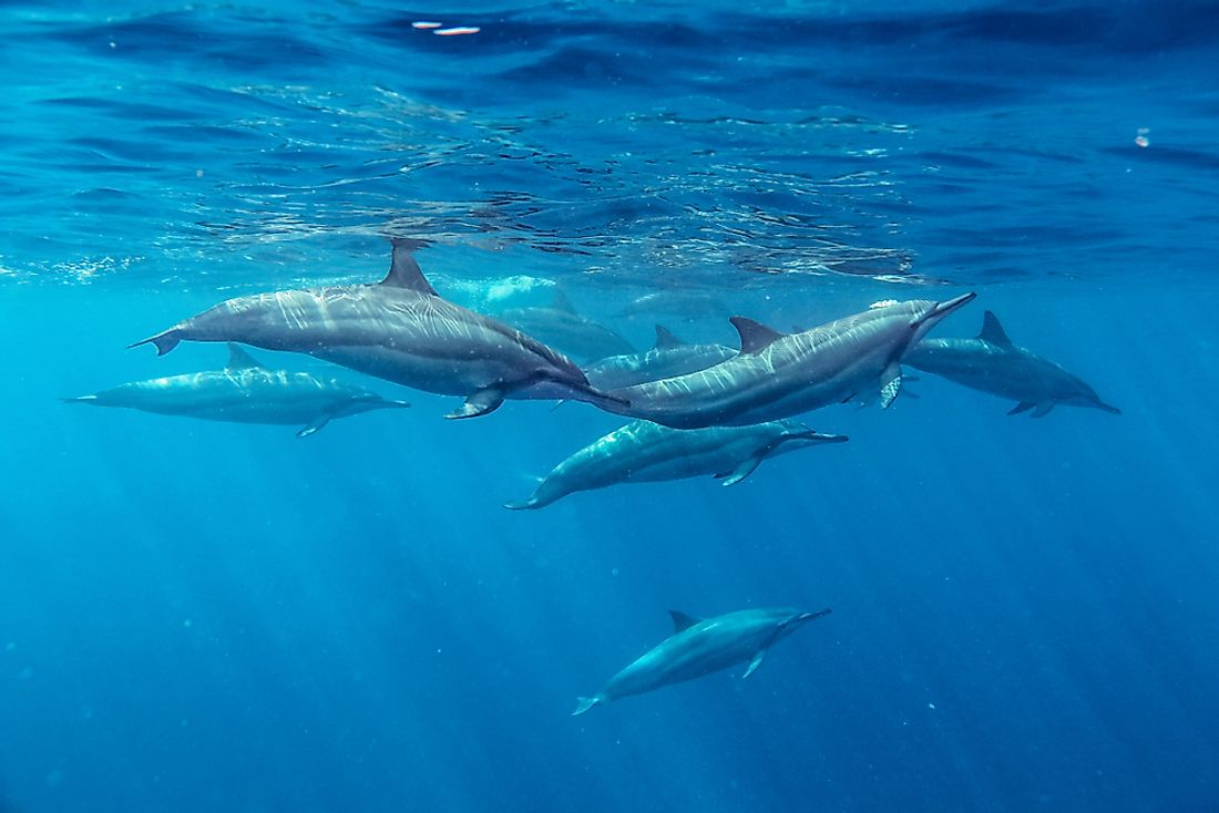 Spinner dolphins swimming in the Indian Ocean.