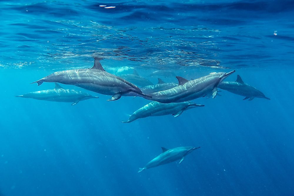 Spinner dolphins swimming in the Indian Ocean.