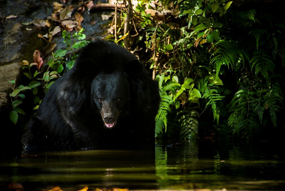 Asiatic Black Bear.