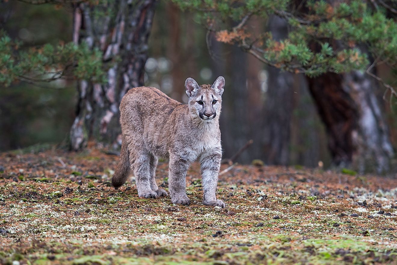 A beautiful Florida panther.