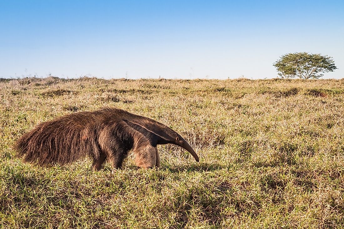 A giant anteater. 