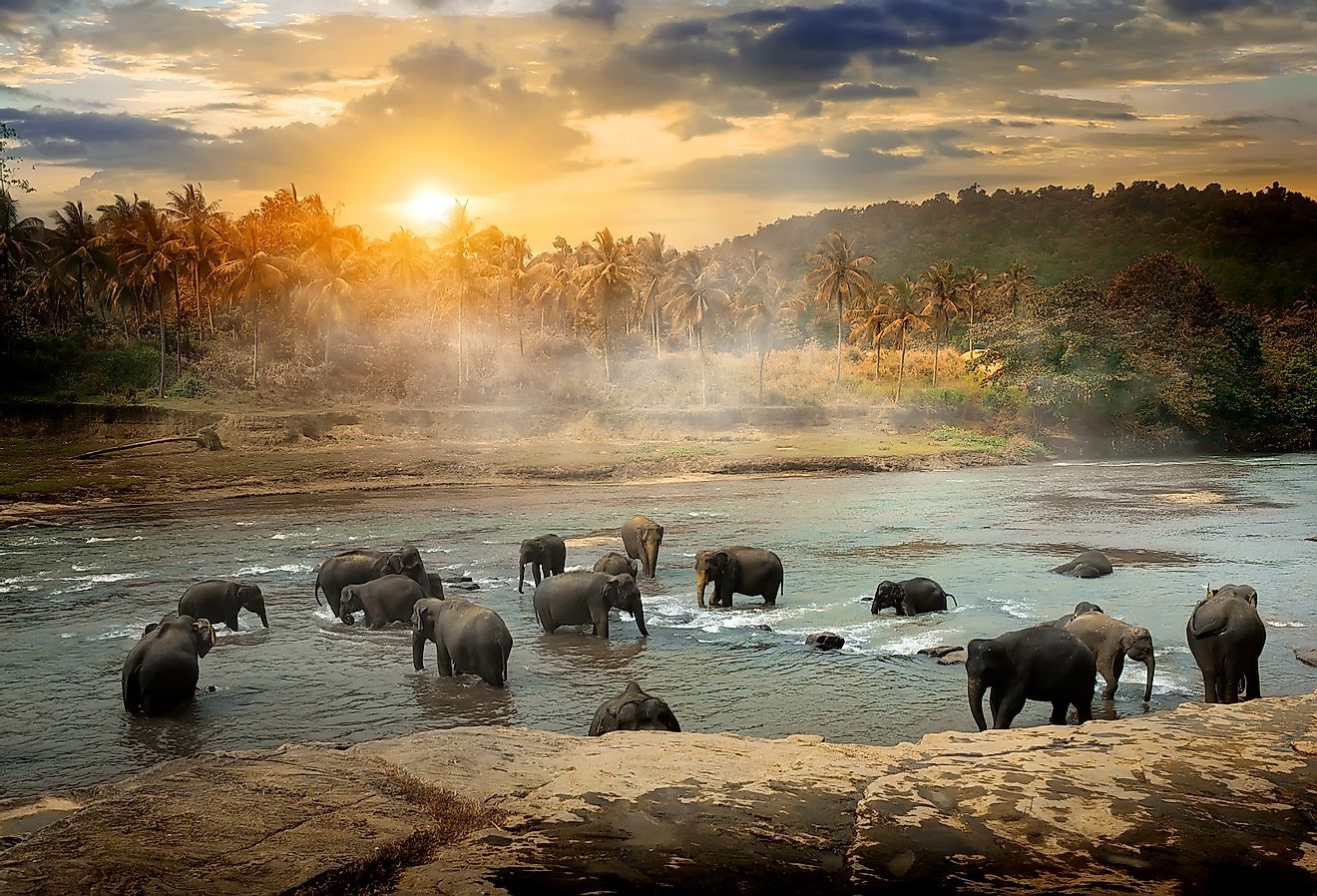 A herd of bathing elephants in the river. Image credit: Givaga/Shutterstock.com