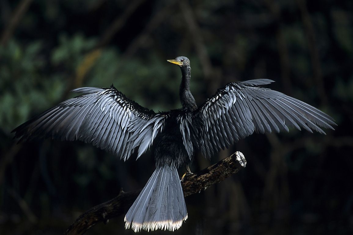 The Anhinga name is derived from the Tupi language words for "snake bird", because of its snake-like appearance when swimming. 