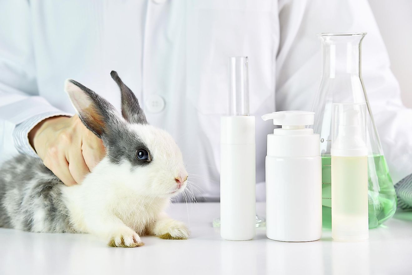 A rabbit being handled by a scientist for experimentation.