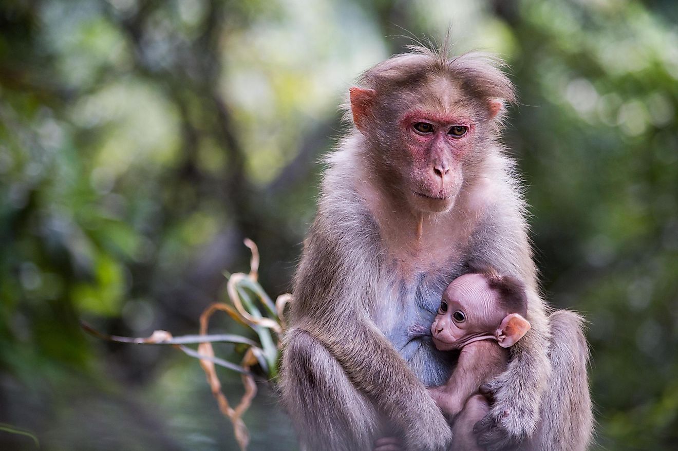 Baby monkeys are often taken away forcibly from their mothers for the pet trade. Image credit: Photo by Amol Mande from Pexels