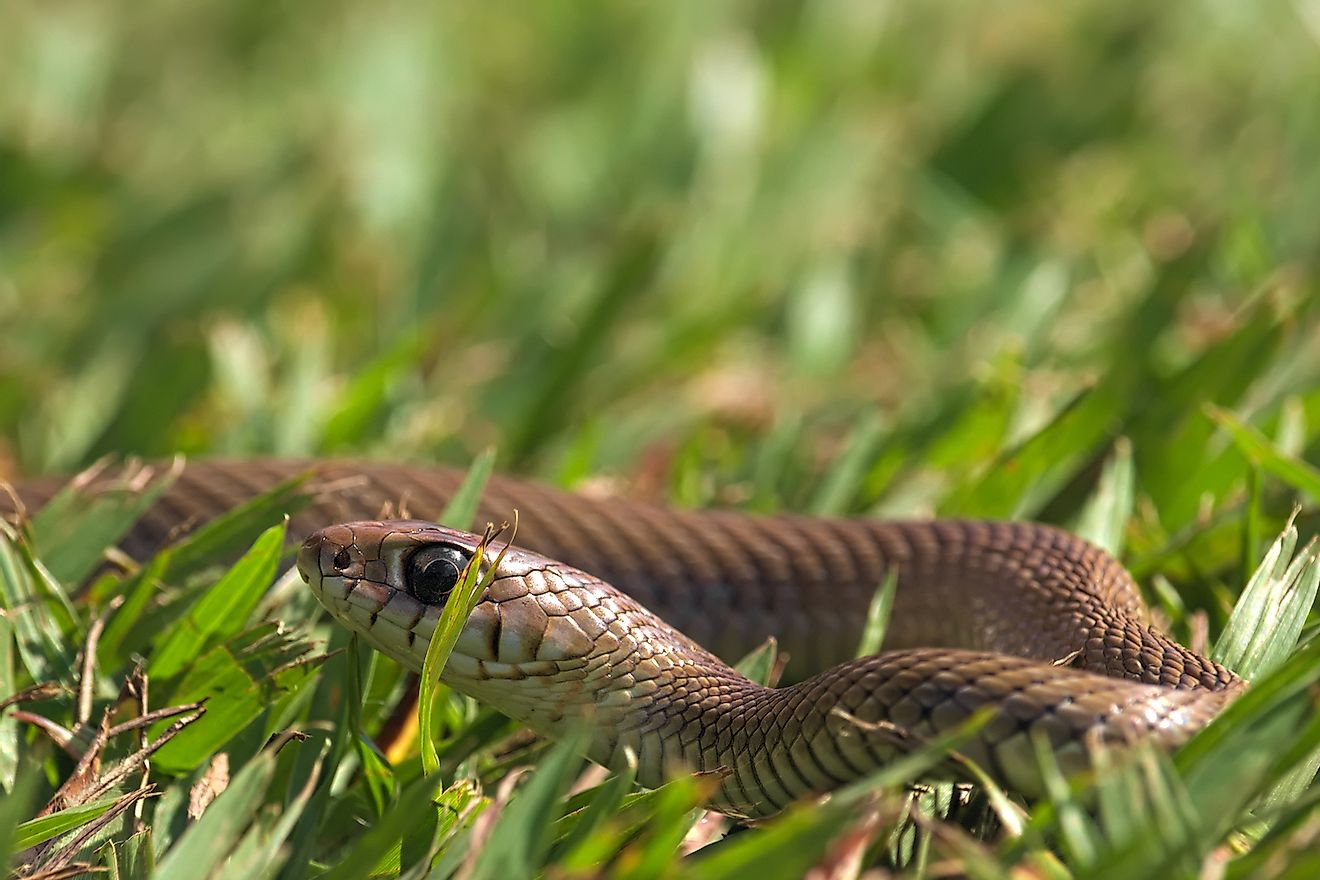 A very young mussurana (Clelia clelia) in the low grass. Image credit: Nelson Donizeti/Shutterstock.com