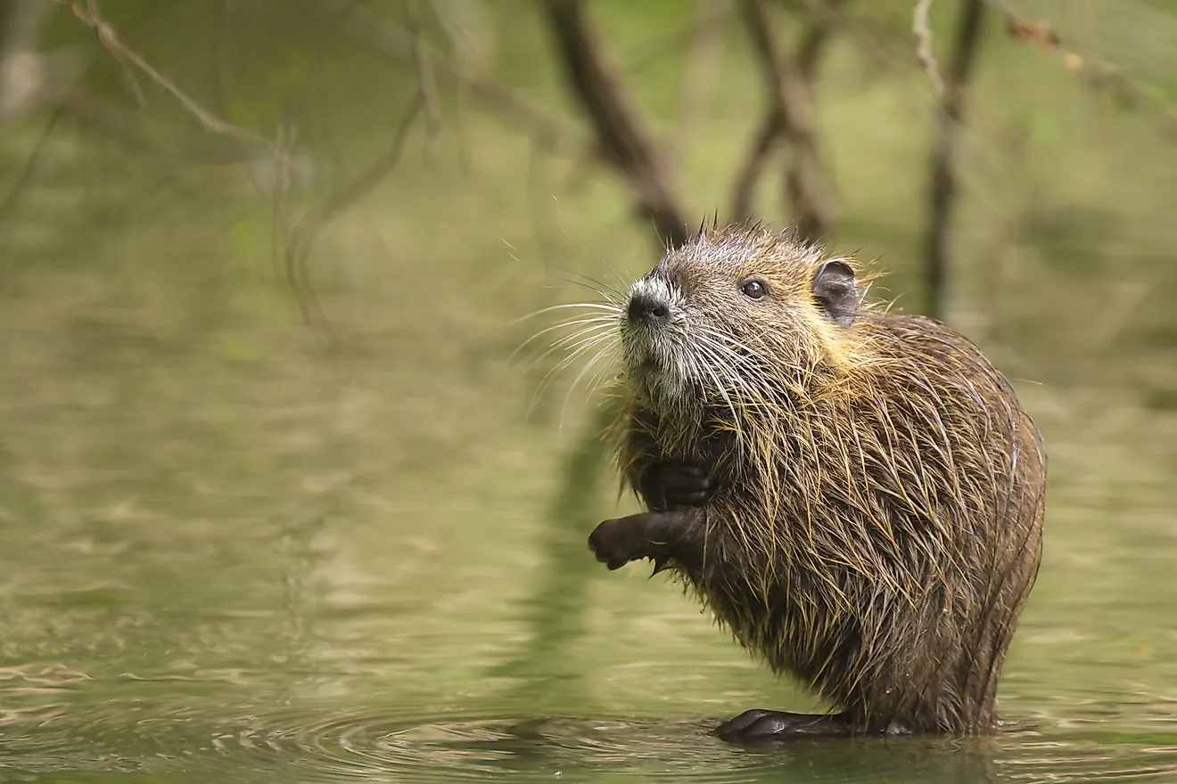 Originally native to North America, after European settlement and colonization of the New World muskrat fur became a commercially viable source of trade revenue. 