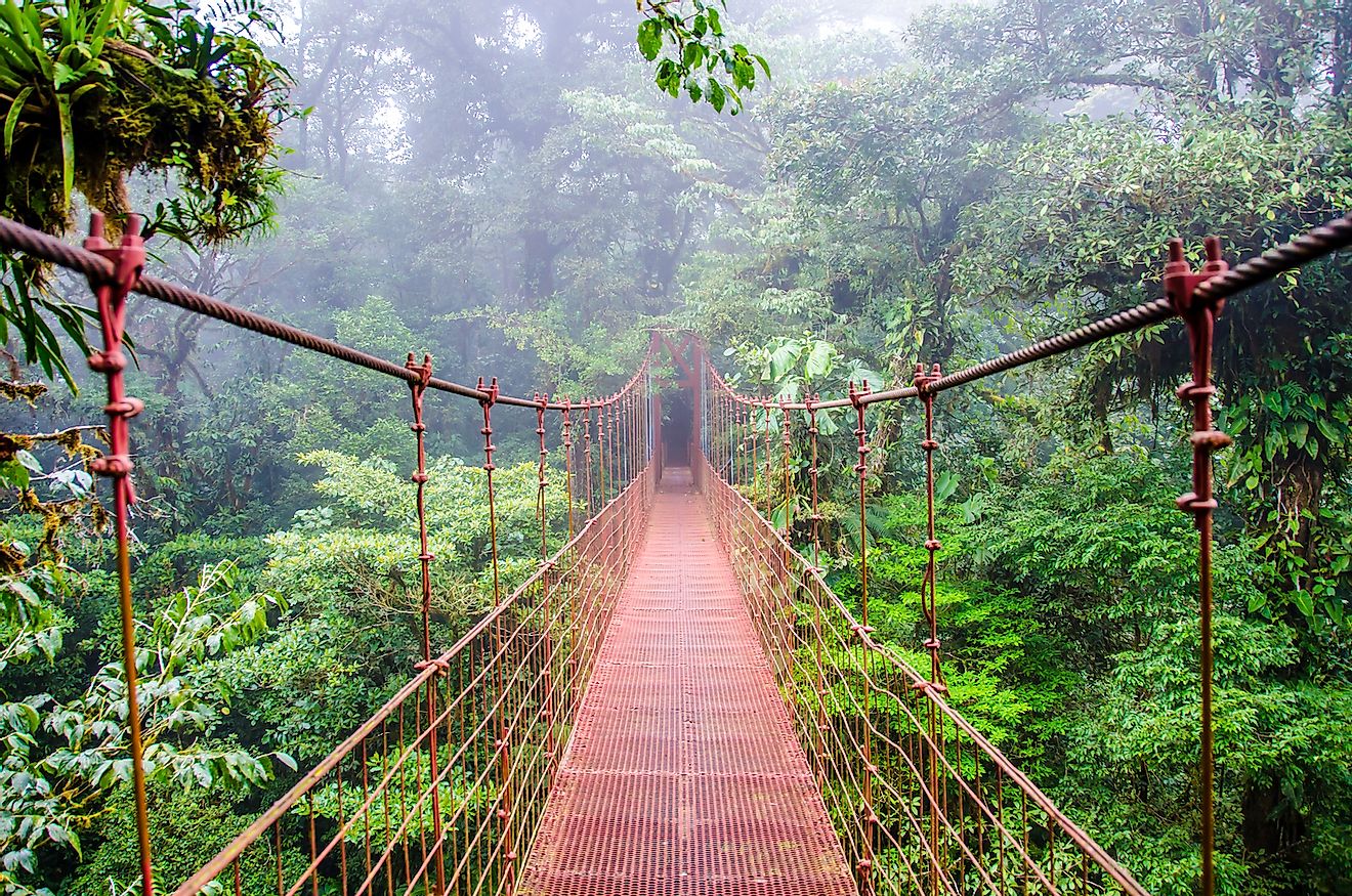 Bridge in Rainforest - Costa Rica. Image credit: Simon Dannhauer/Shutterstock.com